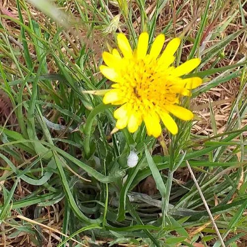 キバナムギナデシコ（黄花麦撫子） (Tragopogon pratensis)-i