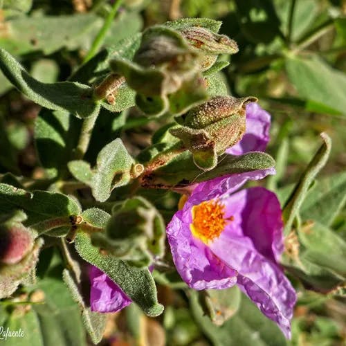 ゴジアオイ（五時葵／午時葵） (Cistus albidus)-i