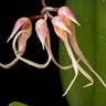 シコウラン（紫香蘭） (Bulbophyllum macraei)-i