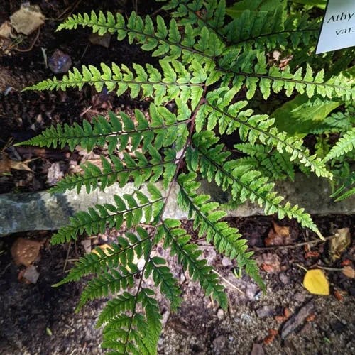 タニイヌワラビ（谷犬蕨） (Athyrium otophorum)-i