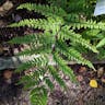 タニイヌワラビ（谷犬蕨） (Athyrium otophorum)-i