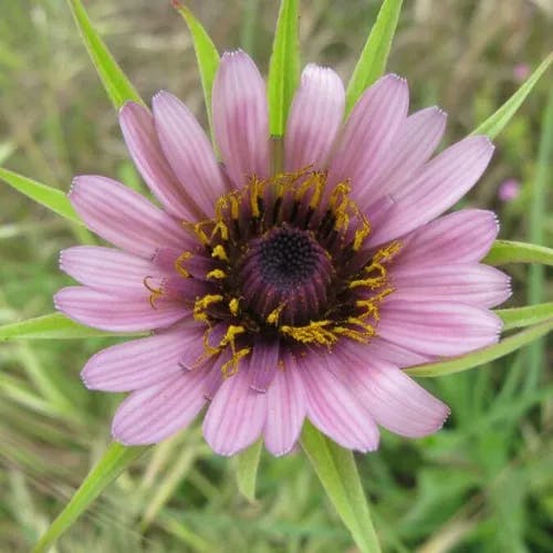 ムギナデシコ（麦撫子） (Tragopogon porrifolius)-i