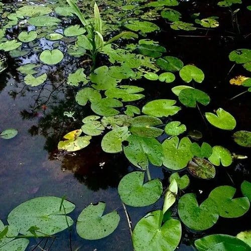 Fragrant water-lily (Nymphaea odorata)-i