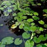 Fragrant water-lily (Nymphaea odorata)-i