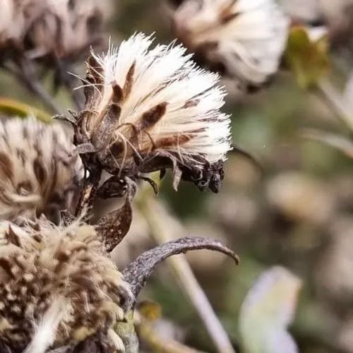 ユウゼンギク（友禅菊） (Symphyotrichum novi-belgii)-i