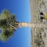 Soaptree yucca (Yucca elata)-i