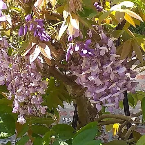 ヤマフジ（山藤） (Wisteria brachybotrys)-i