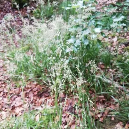 イブキヌカボ（伊吹糠穂） (Milium effusum)-i