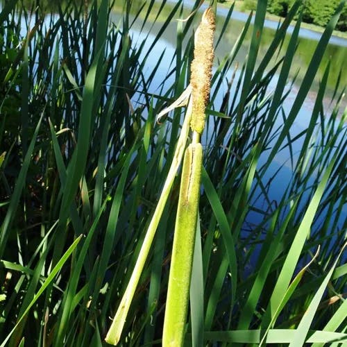 ホソバヒメガマ（細葉姫蒲） (Typha angustifolia)-i