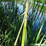 ホソバヒメガマ（細葉姫蒲） (Typha angustifolia)-i