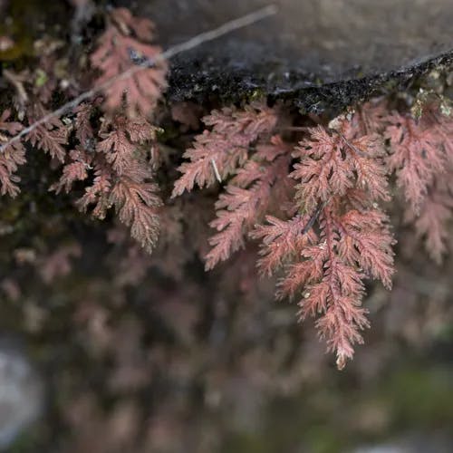 イヌカタヒバ（犬片檜葉） (Selaginella moellendorffii)-i