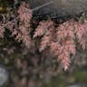 イヌカタヒバ（犬片檜葉） (Selaginella moellendorffii)-i