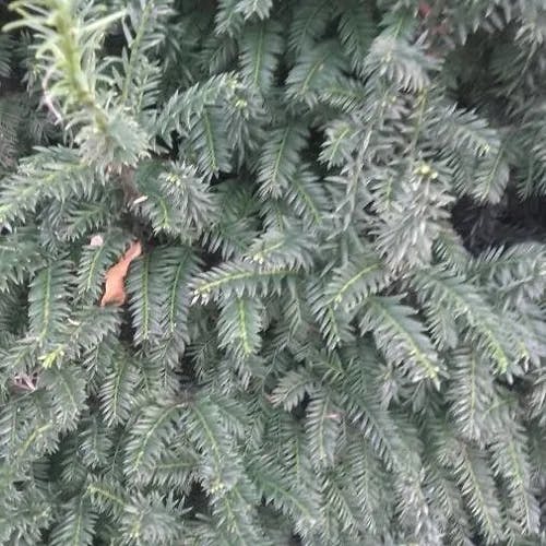 カヤ（茅） (Torreya nucifera)-i