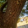 Coralwood (Adenanthera pavonina)-i