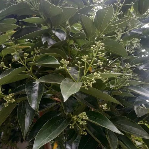 クスノキ（樟） (Cinnamomum camphora)-i