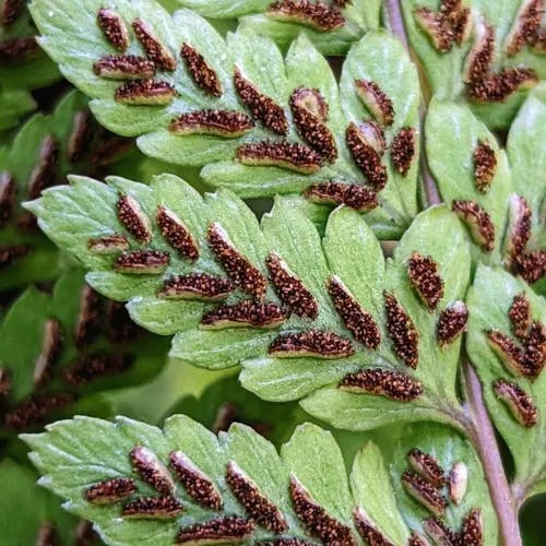 タニイヌワラビ（谷犬蕨） (Athyrium otophorum)-i