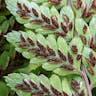 タニイヌワラビ（谷犬蕨） (Athyrium otophorum)-i