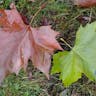 アメリカスズカケノキ（亜米利加鈴懸木） (Platanus occidentalis)-i