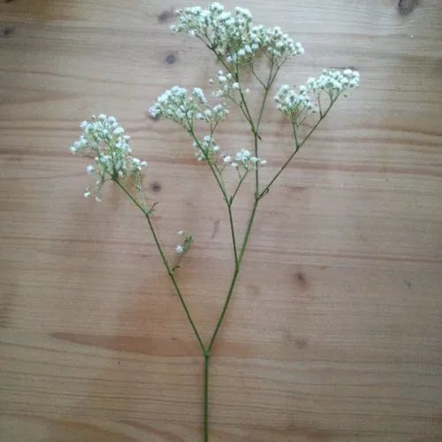 シュッコンカスミソウ（宿根霞草） (Gypsophila paniculata)-i