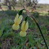 Angel's-tears (Narcissus triandrus)-i