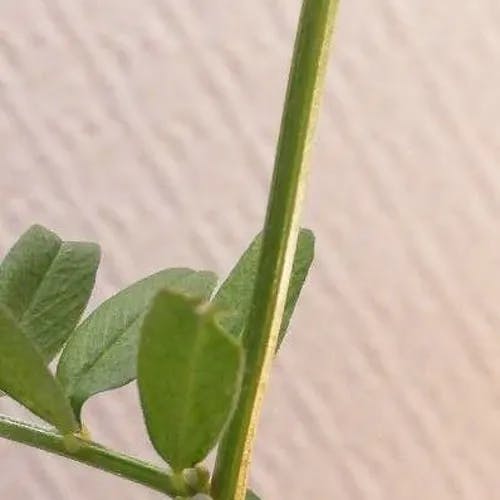 ヤハズエンドウ（矢筈豌豆） (Vicia sativa)-i