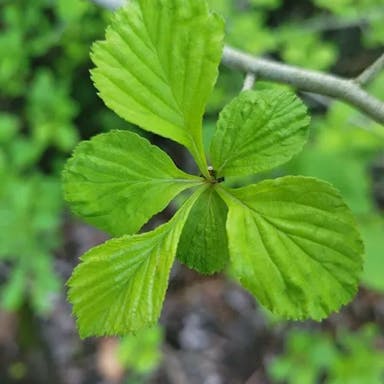 Hillside hawthorn