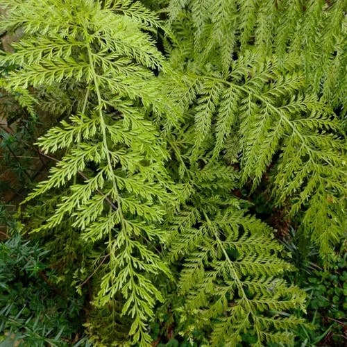 Mother fern (Asplenium bulbiferum)-i