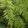 Mother fern (Asplenium bulbiferum)-i