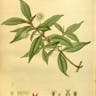 タニワタリノキ（谷渡りの木） (Adina pilulifera)-i