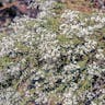 Red shank (Adenostoma sparsifolium)-i