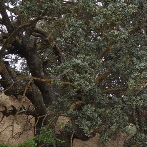 Evergreen oak (Quercus rotundifolia)-i