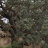 Evergreen oak (Quercus rotundifolia)-i