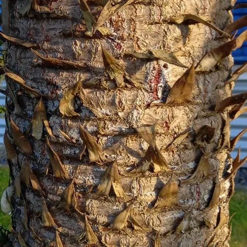 チリマツ（智利松） (Araucaria araucana)-i