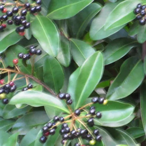 Marlberry (Ardisia escallonioides)-i