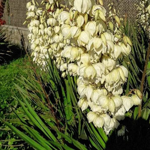 アツバキミガヨラン（厚葉君が代蘭） (Yucca gloriosa)-i