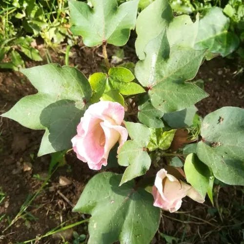 American cotton (Gossypium hirsutum)-i