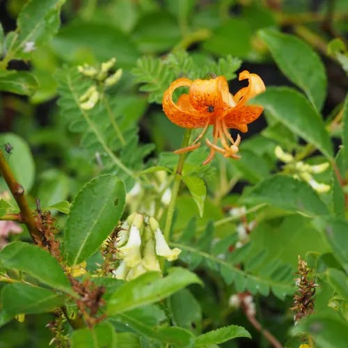 クルマユリ（車百合） (Lilium medeoloides)-i