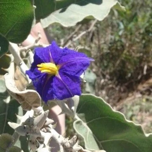 Wolf apple (Solanum lycocarpum)-i