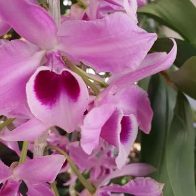 Unscented dendrobium