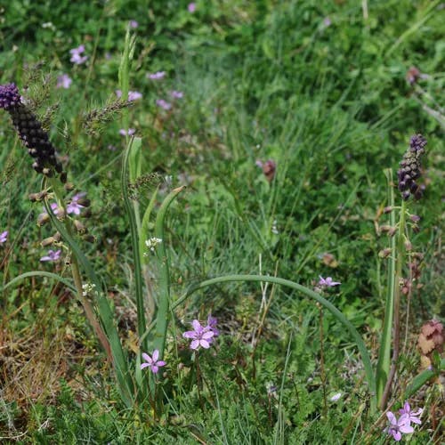 ハネムスカリ（羽根ムスカリ） (Muscari comosum)-i