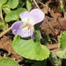 アオイスミレ（葵菫） (Viola hondoensis)-i