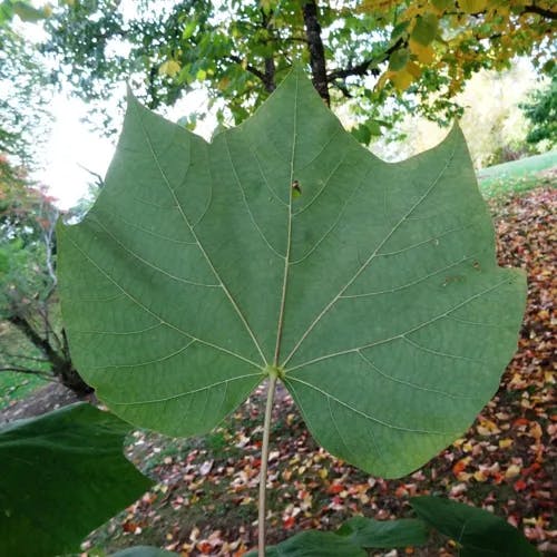 Chinese bottle tree (Firmiana simplex)-i