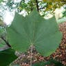 Chinese bottle tree (Firmiana simplex)-i