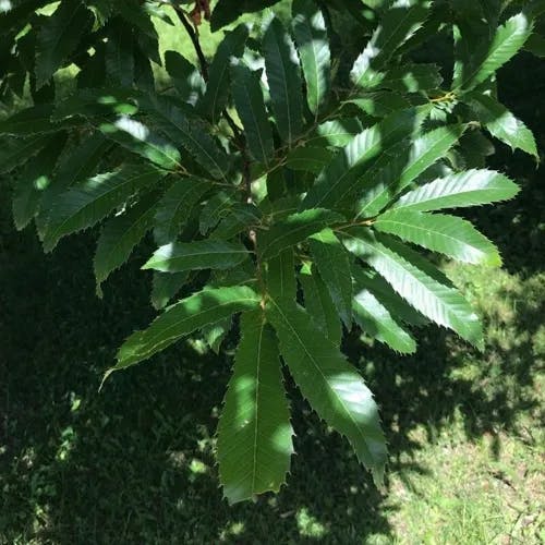 Sawthorn oak (Quercus acutissima)-i