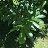 Sawthorn oak (Quercus acutissima)-i