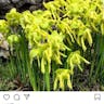 Yellow pitcherplant (Sarracenia flava)-i