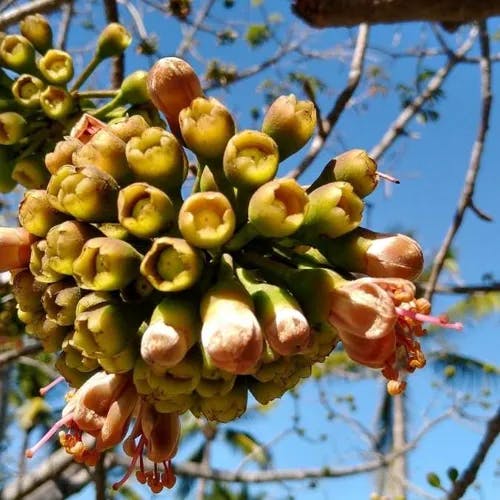 White silk cottontree (Ceiba pentandra)-i