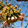 White silk cottontree (Ceiba pentandra)-i