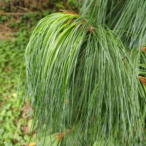 Bhutan pine (Pinus wallichiana)-i