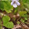 ミヤマスミレ（深山菫） (Viola selkirkii)-i